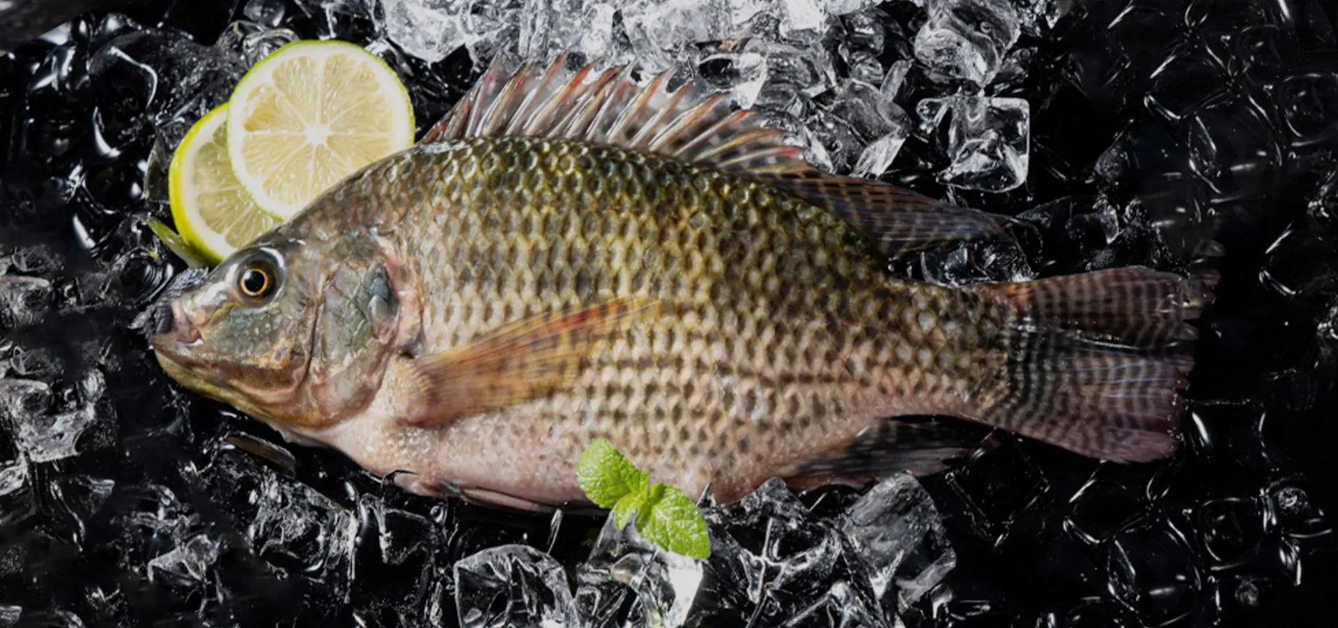 Presque fish